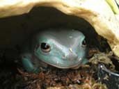 White's Tree Frog in Hide