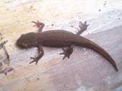 Wild Newt on log