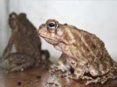 Two Square marked Toads (Bufo regularis)