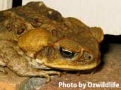 Cane Toad- Photograph by Ozwildlife