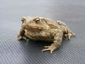 Common Toad