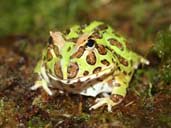 Cranwell's Horned Frog in Vivarium