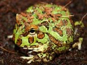 Juvenile Cranwell's Horned Frog