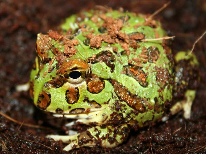 Cranwell Horned Frog