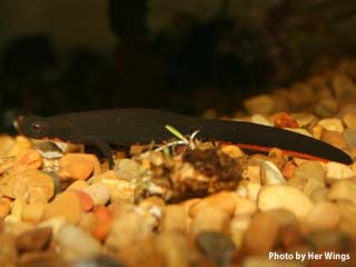 Fire_bellied_newt Photo by Her Wings