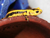 Fire Salamander Bernadezi