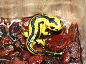 Fire Salamander - makes a good starter amphibian