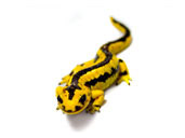 Fire Salamander - s.s bernardez