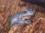 Whites Tree Frog showing blue colouring