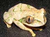 Peacock tree Frog