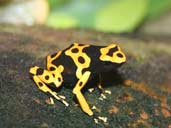 Poison Dart Frog (formaly Poison Arrow Frog) on rock