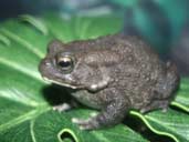 Square Marked Toad on leaf. Bufo regularis