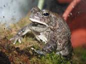 Bufo Regularis or the Square Marked toad close up photograph