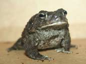 Square-Marked Toad on Beige Background