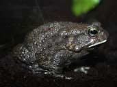 Square Marked Toad- Bufo Regularis