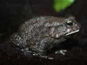 Square Marked Toad- Bufo regularis.