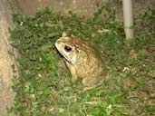 Black Spined Toad from Sri Lanka