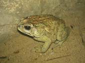 Black Spined Toad from Sri Lanka