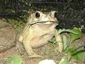 Black Spined Toad from Sri Lanka