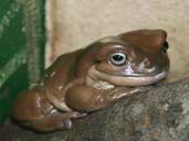 Whites tree frog on branch