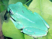 Whites Tree Frog - Sitting on a bed of leaves
