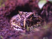 Cranwell's Horned Frog burrowed in substrate