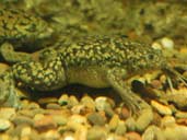Wild phase African Clawed Frogs