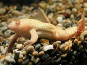Albino African Clawed Frog- photo by Paul Robinson