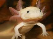 Axolotl in tank