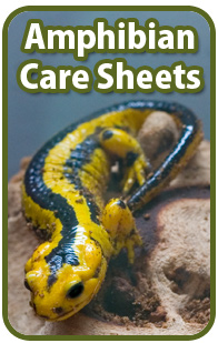 Amphibian Care Sheets