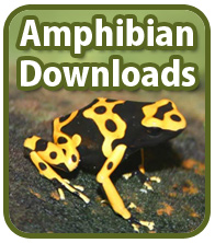 Amphibian Downloads