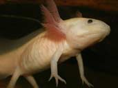 Axolotl swimming upwards