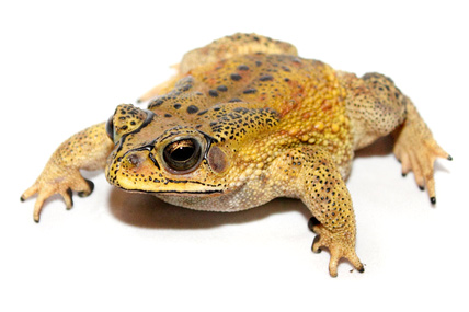 Black-Spined Toad photo by Brian Gratwicke