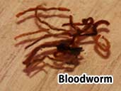 Bloodworm- Adecuado alimento para un acuáticos Caecilian