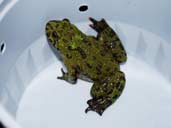 Fire-bellied toad - Bombina orientalis