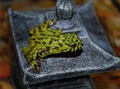 Bombina orientalis - Fire-bellied Toad