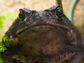 Bufo Marinus - îngrijirea animalelor de companie în captivitate - Cane Toad