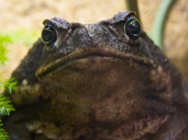 Bufo Marinus - cuidado en cautividad - Sapo de caña