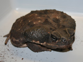 Schilfkröte - Bufo Marinus