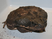 Crapaud des cannes -. Bufo Marinus