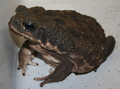 Crapaud des cannes - Bufo Marinus