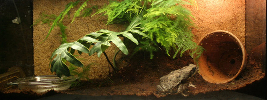 Cane Toad Set up - terrairium/housing set up per bufo Marinus