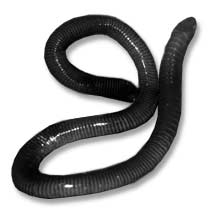 Caecilians Care Sheet