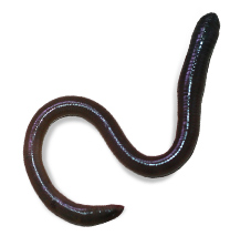 Earthworm Live Food Care Sheet