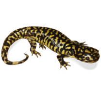 Tiger Salamander -  Ambystoma tigrinum Care Sheet