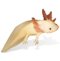 Axolotl Caresheet - Ambystoma mexicanum