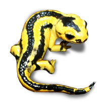 Fire Salamander Care Sheet