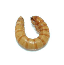 Mealworm and Flour Beetle Live Food Care Sheet