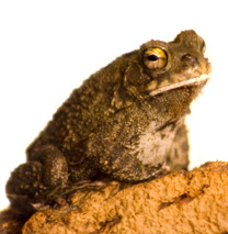 Sqaure marked toad - Bufo Regularis Care Sheet - Click to open