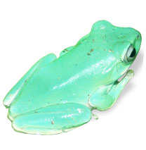 Whites Tree Frog Litoria caerulea - Care Sheet click to open